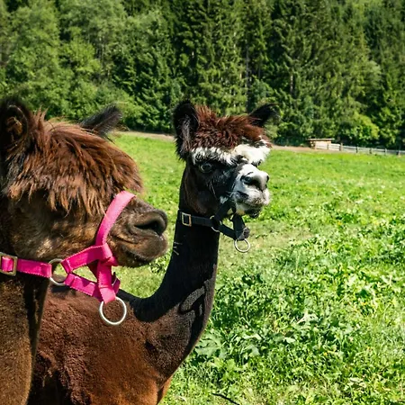 فندق Alpenwelt Superior فلاخاو